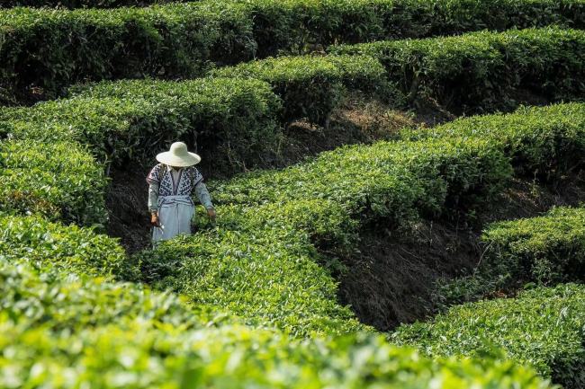 喜茶发布真茶标准，推动无香精真茶在新茶饮的普及